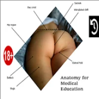 Buttocks Anatomy